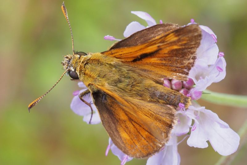 maschio di Ochlodes sylvanus